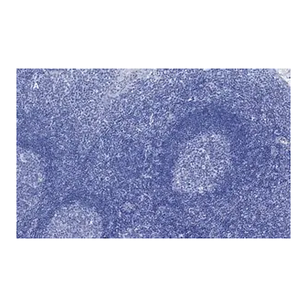 Merck Anti-CD3e Antibody, clone 1H4, ZooMAb Rabbit Monoclonal