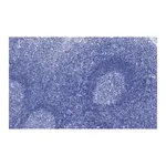 Merck Anti-CD3e Antibody, clone 1H4, ZooMAb Rabbit Monoclonal