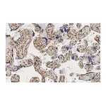 Merck Anti-YAP1 Antibody, clone 4F22, ZooMAb Rabbit Monoclonal