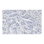 Merck Anti-Smad3 Antibody, clone 1J11, ZooMAb Rabbit Monoclonal