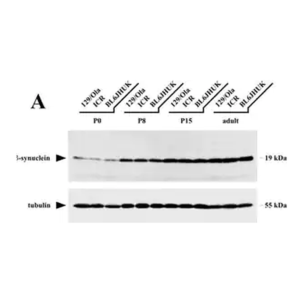 Merck Monoclonal Anti-α-Tubulin antibody produced in mouse