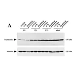 Merck Monoclonal Anti-α-Tubulin antibody produced in mouse