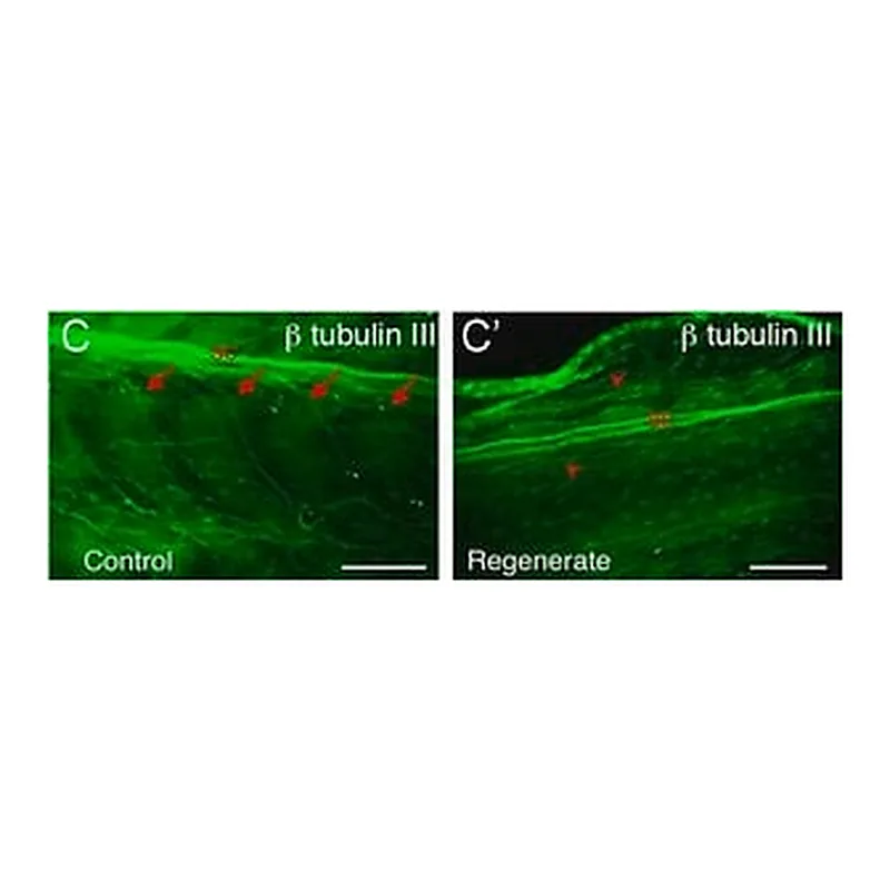 Merck Anti-β-Tubulin III antibody produced in rabbit