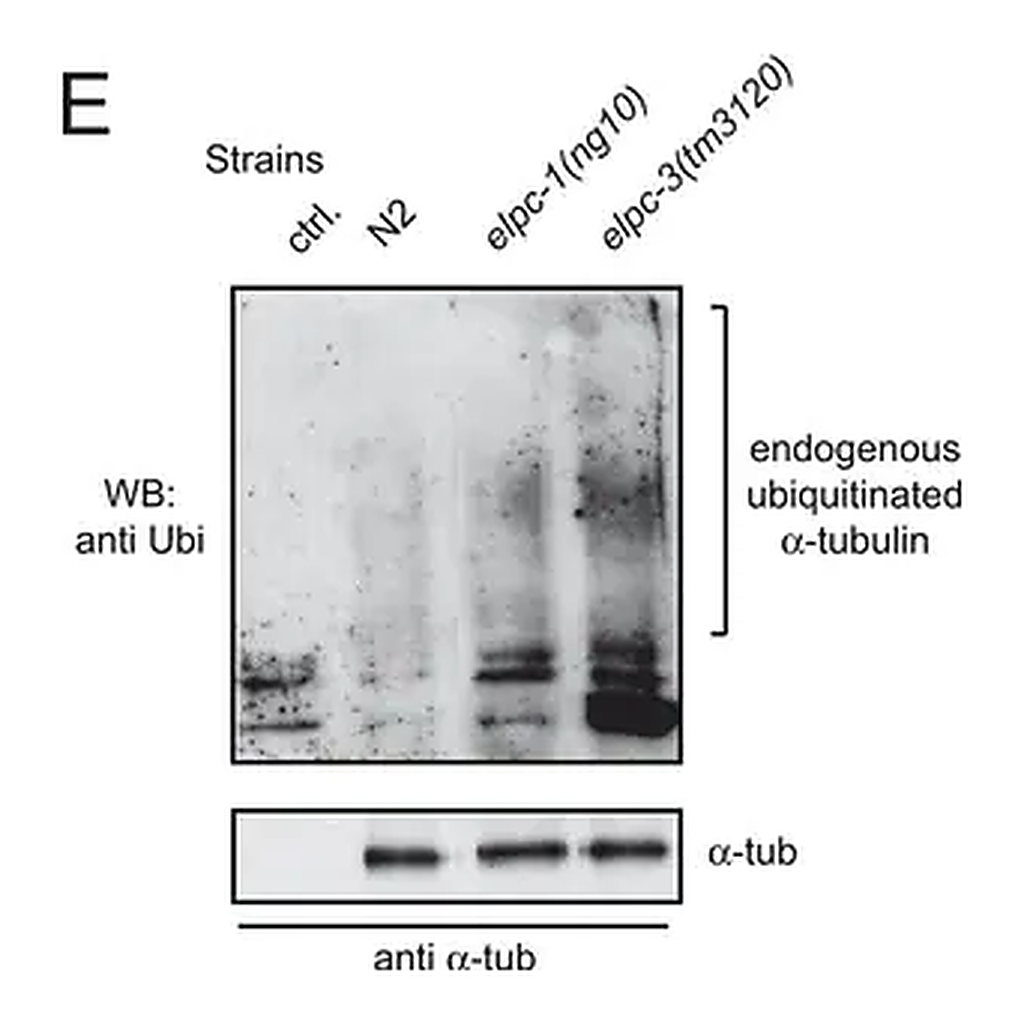 Merck Monoclonal Anti-α-Tubulin antibody produced in mouse