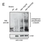 Merck Monoclonal Anti-α-Tubulin antibody produced in mouse