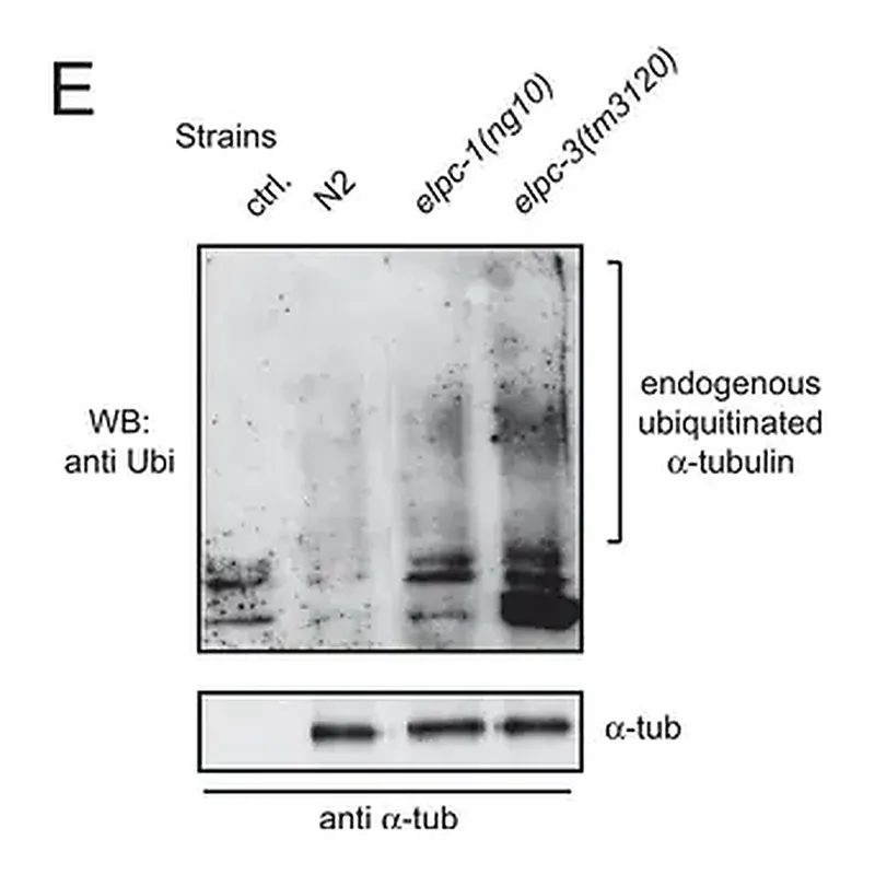 Merck Monoclonal Anti-α-Tubulin antibody produced in mouse