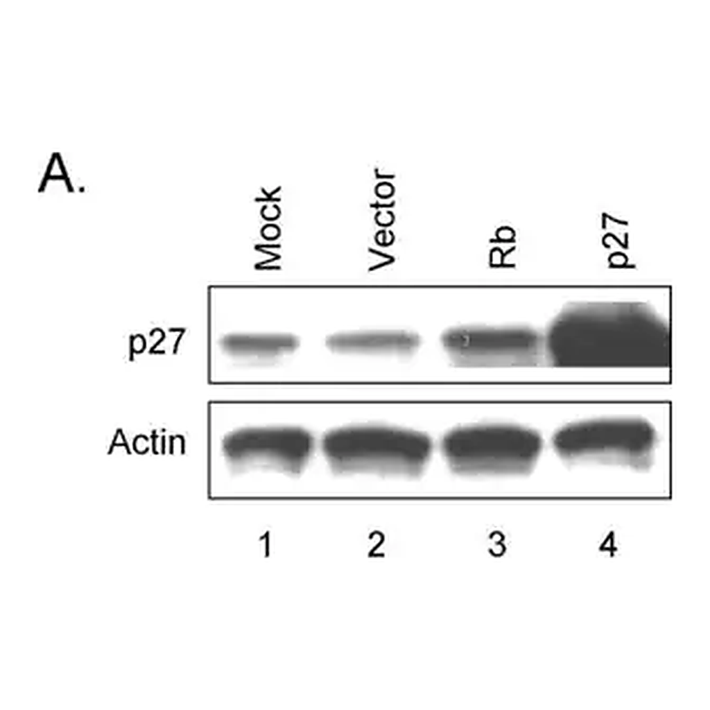Merck Anti-Actin antibody produced in rabbit