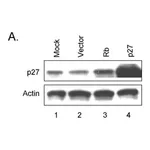 Merck Anti-Actin antibody produced in rabbit