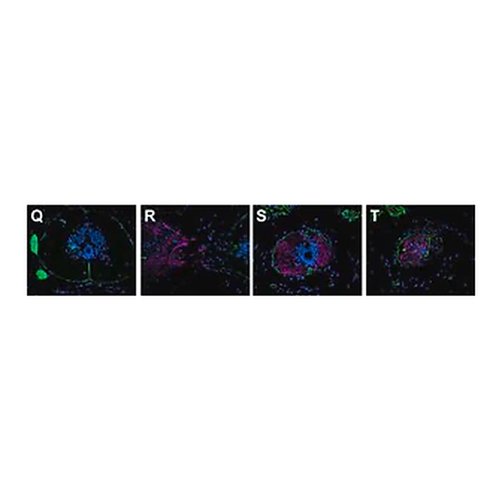 Merck Anti-Laminin antibody produced in rabbit