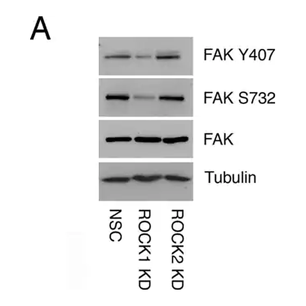 Merck Anti-α-Tubulin antibody, Mouse monoclonal