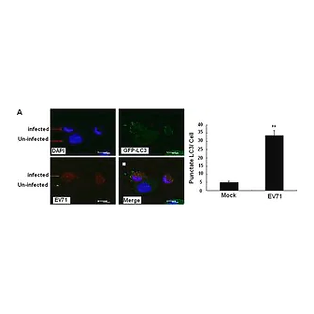 Merck Anti-LC3B antibody produced in rabbit