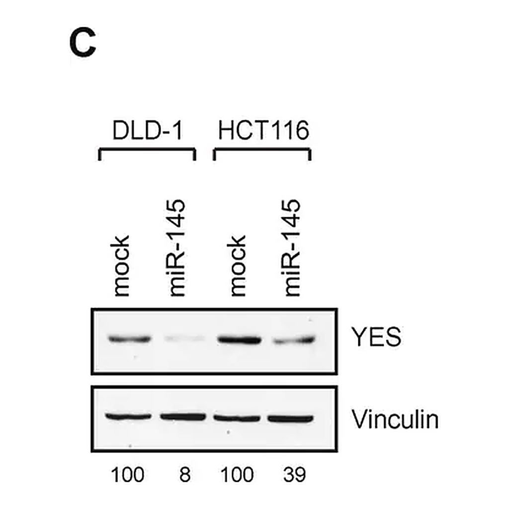 Merck Monoclonal Anti-Vinculin antibody produced in mouse
