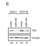 Merck Monoclonal Anti-Vinculin antibody produced in mouse