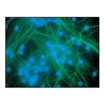 Merck Anti-Neurofilament 200 antibody produced in rabbit