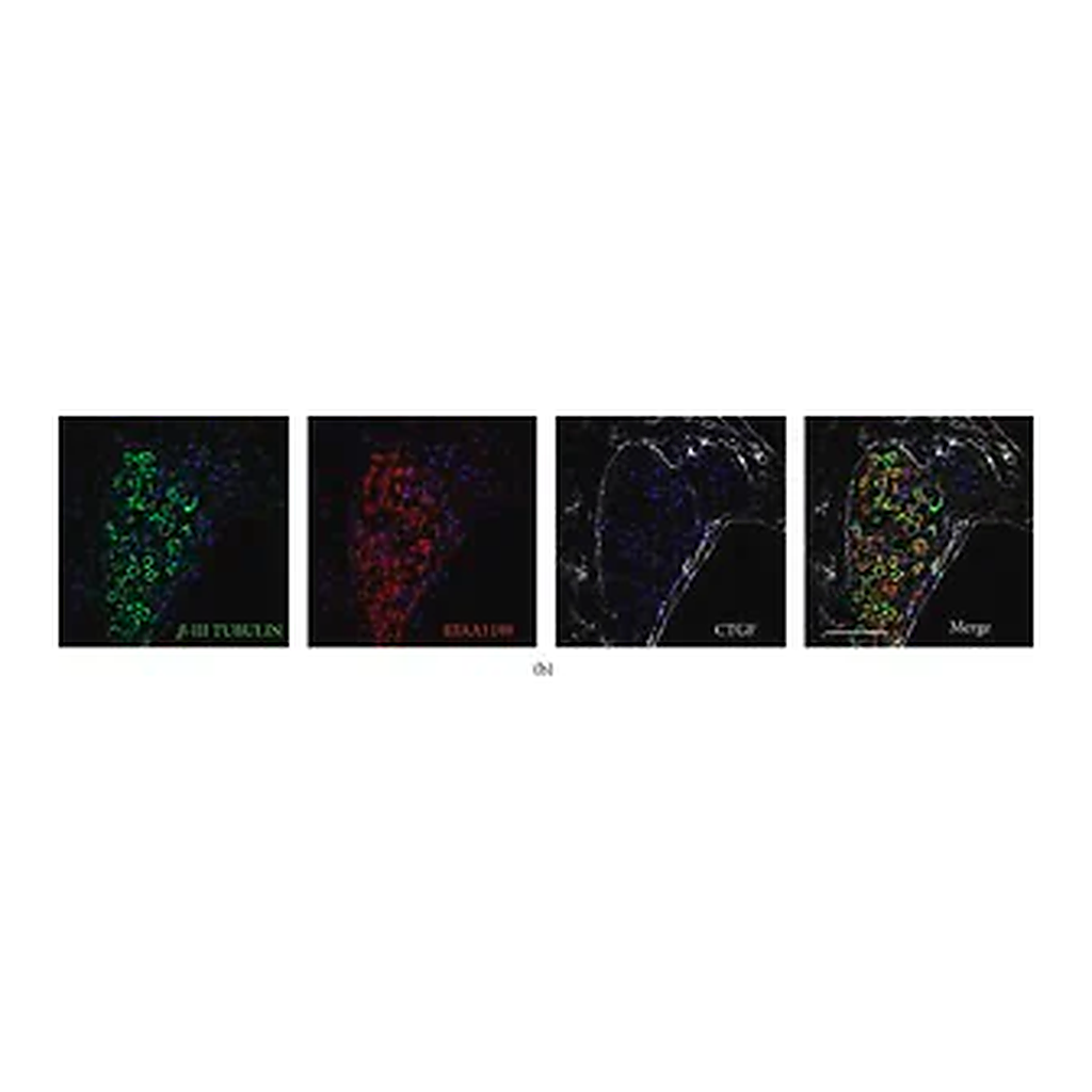 Merck Monoclonal Anti-β-Tubulin III antibody produced in mouse