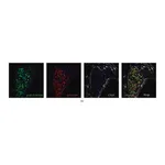 Merck Monoclonal Anti-β-Tubulin III antibody produced in mouse