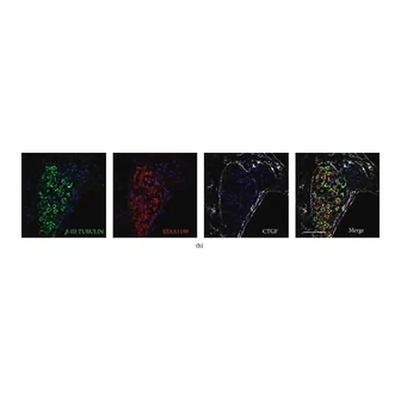 Merck Monoclonal Anti-β-Tubulin III antibody produced in mouse
