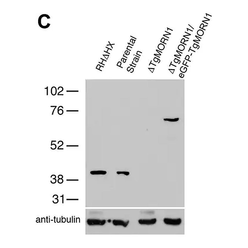 Merck Anti-α-Tubulin antibody, Mouse monoclonal
