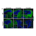 Merck Monoclonal Anti-Calbindin-D-28K antibody produced in mouse