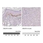 Merck Anti-COL7A1 antibody produced in rabbit