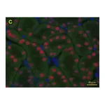 Merck Anti-HNF1B antibody produced in rabbit