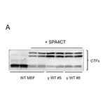 Merck Anti-Amyloid Precursor Protein, C-Terminal antibody produced in rabbit