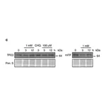 Merck Anti-TFE3 antibody produced in rabbit