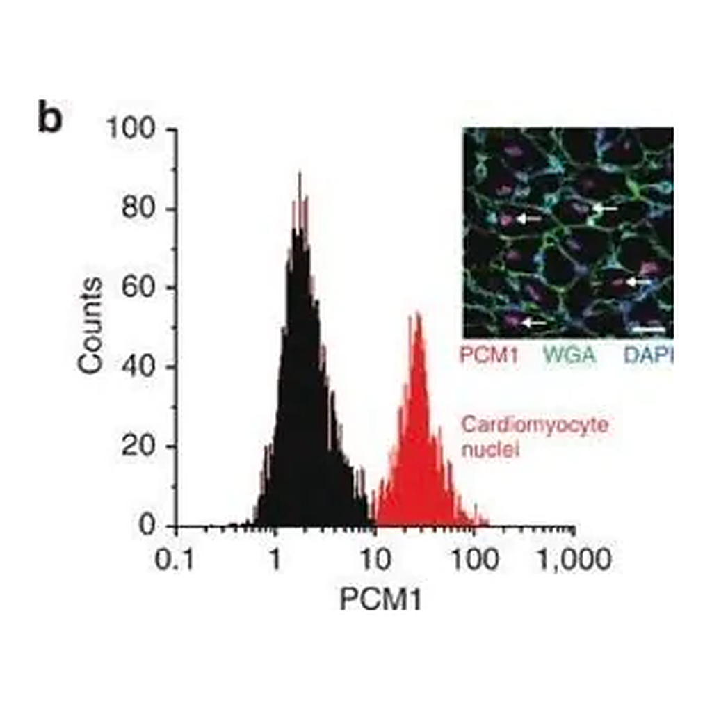 Merck Anti-PCM1 antibody produced in rabbit
