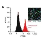 Merck Anti-PCM1 antibody produced in rabbit