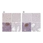 Merck Anti-TMEM119 antibody produced in rabbit