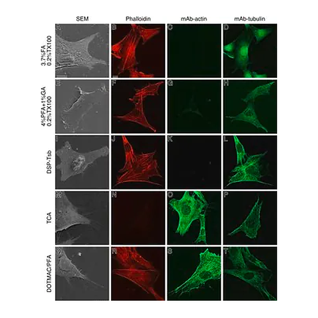 Merck Monoclonal Anti-β-Tubulin antibody produced in mouse