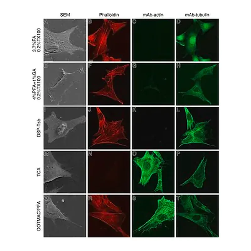 Merck Monoclonal Anti-β-Tubulin antibody produced in mouse