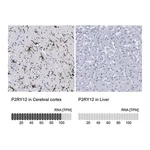 Merck Anti-P2RY12 antibody produced in rabbit