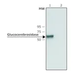 Merck Anti-Glucocerebrosidase (C-terminal) antibody produced in rabbit