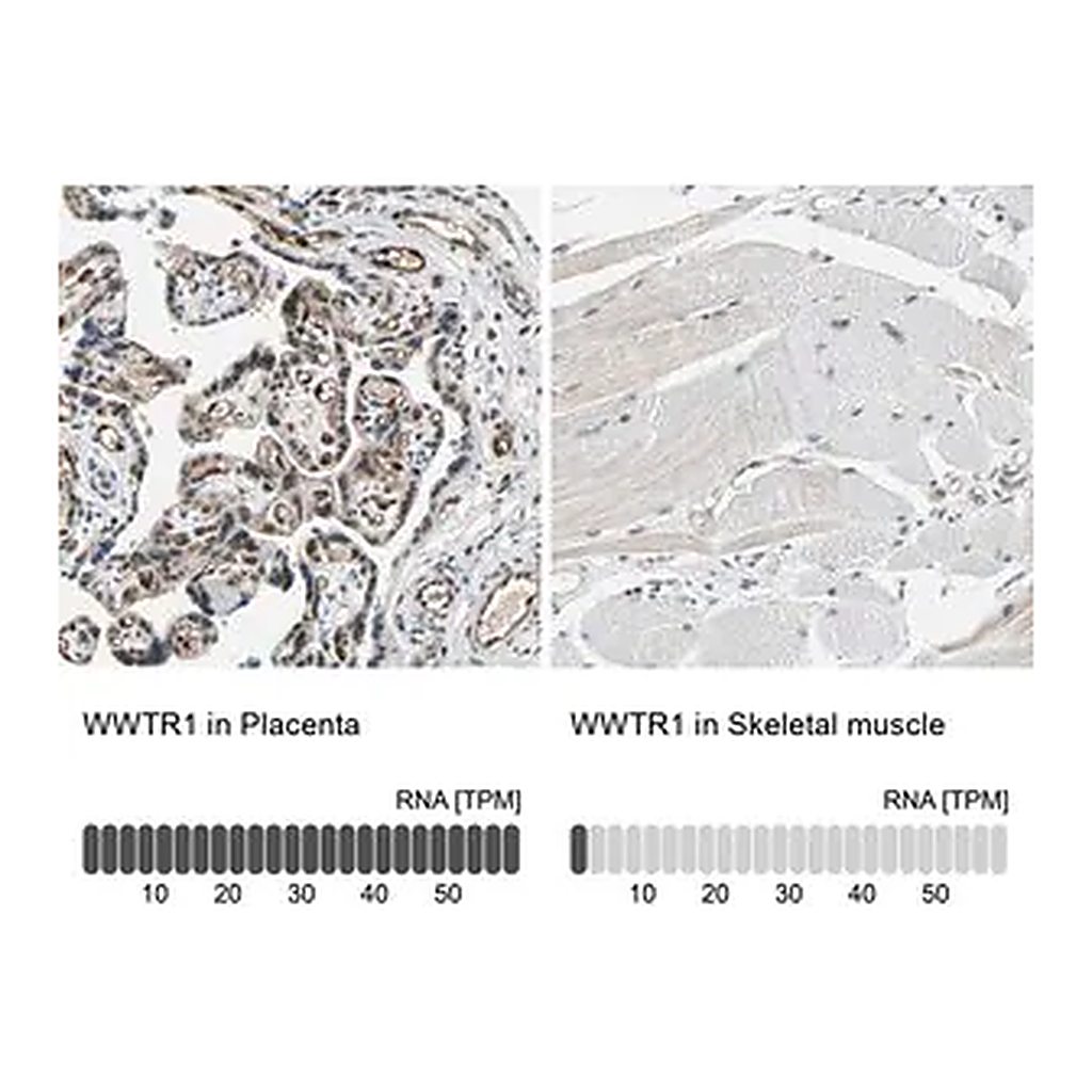 Merck Anti-WWTR1 antibody produced in rabbit