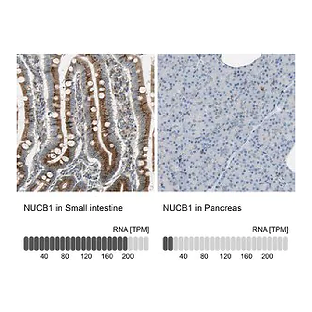 Merck Anti-NUCB1 antibody produced in rabbit