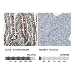 Merck Anti-NUCB1 antibody produced in rabbit