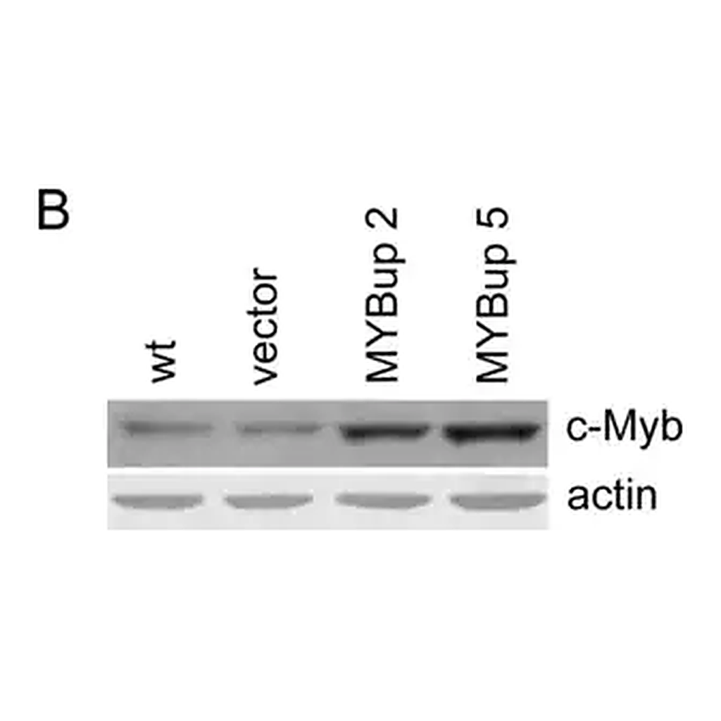 Merck Anti-Actin (20-33) antibody produced in rabbit