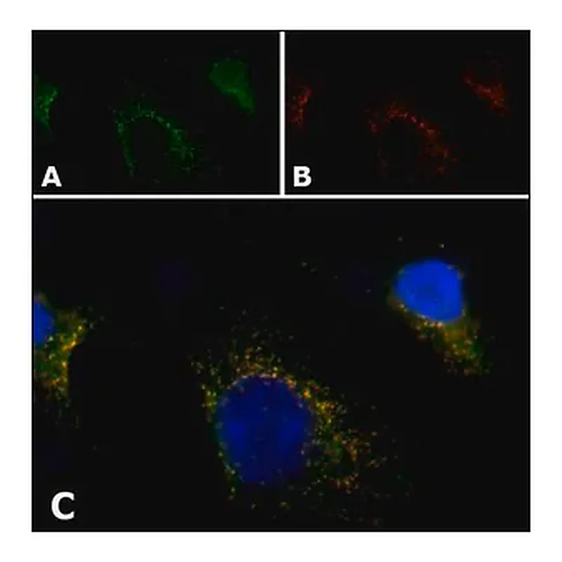 Merck Anti-PMP70 antibody, Mouse monoclonal