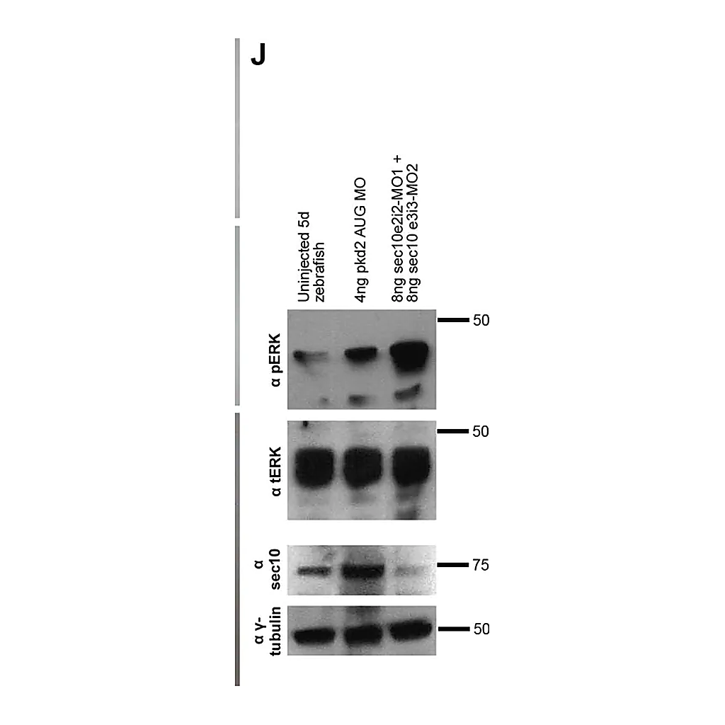 Merck Anti-γ-Tubulin antibody produced in rabbit