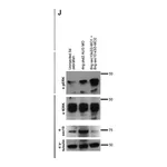 Merck Anti-γ-Tubulin antibody produced in rabbit
