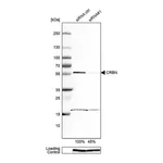 Merck Anti-CRBN antibody produced in rabbit