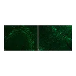 Merck Monoclonal Anti-Neurofilament 200 antibody produced in mouse