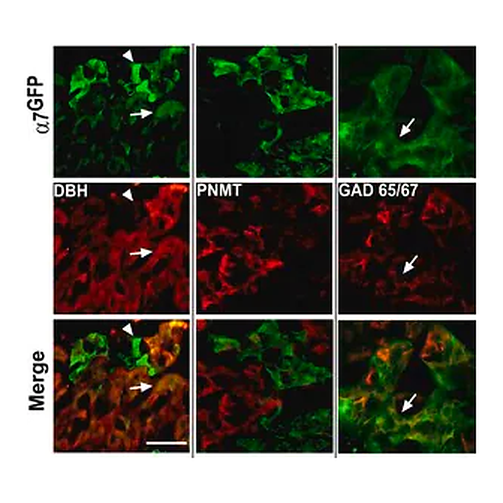 Merck Anti-Glutamic Acid Decarboxylase 65/67 antibody produced in rabbit