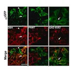 Merck Anti-Glutamic Acid Decarboxylase 65/67 antibody produced in rabbit