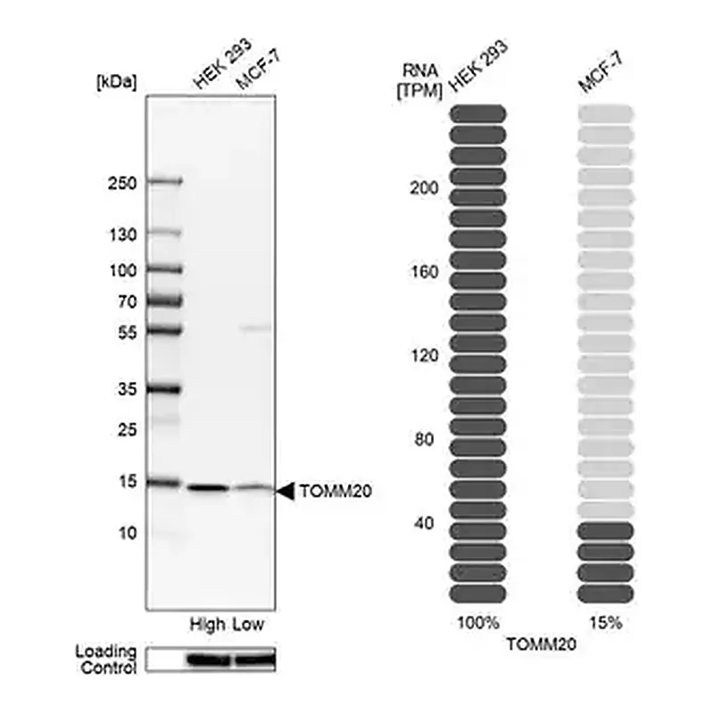 Merck Anti-TOMM20 antibody produced in rabbit