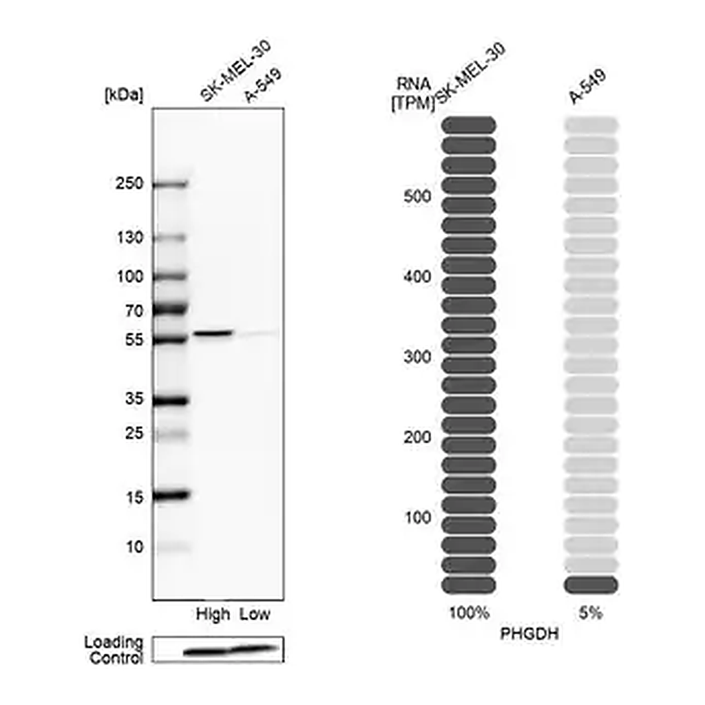 Merck Anti-PHGDH antibody produced in rabbit