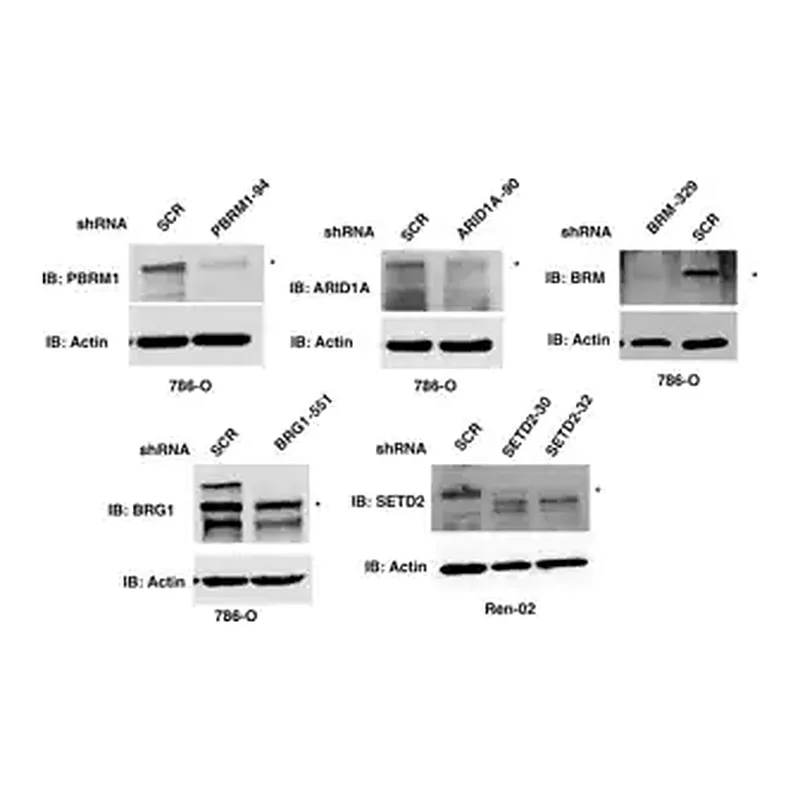 Merck Anti-ARID1A antibody produced in rabbit