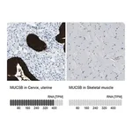 Merck Anti-MUC5B antibody produced in rabbit