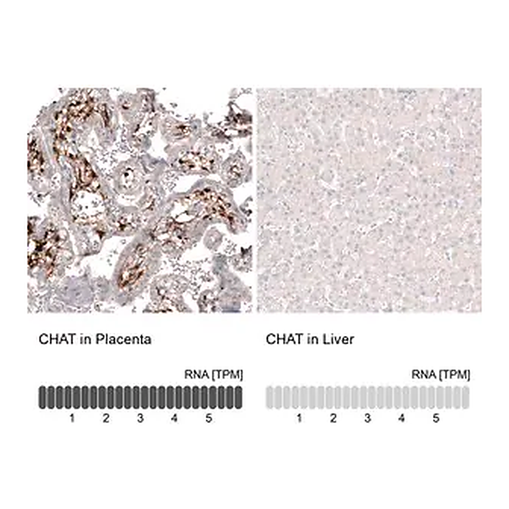 Merck Monoclonal Anti-CHAT antibody produced in mouse